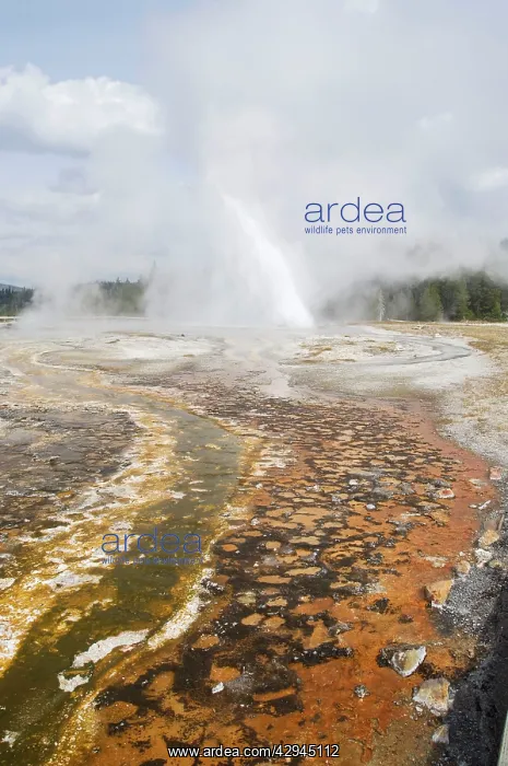 : Daisy Geyser with colourful run off : Daisy Geyser with colourful run off