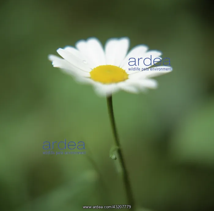 : Daisy, Lawn daisy : Daisy, Lawn daisy