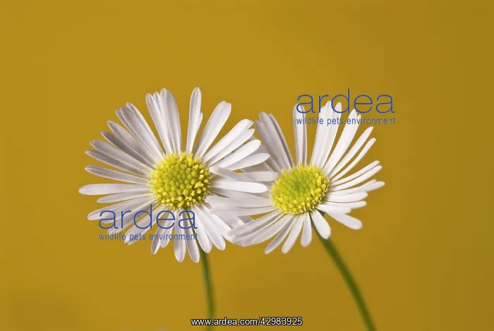 : Daisy, Lawn daisy, Bellis perennis : Daisy, Lawn daisy, Bellis perennis