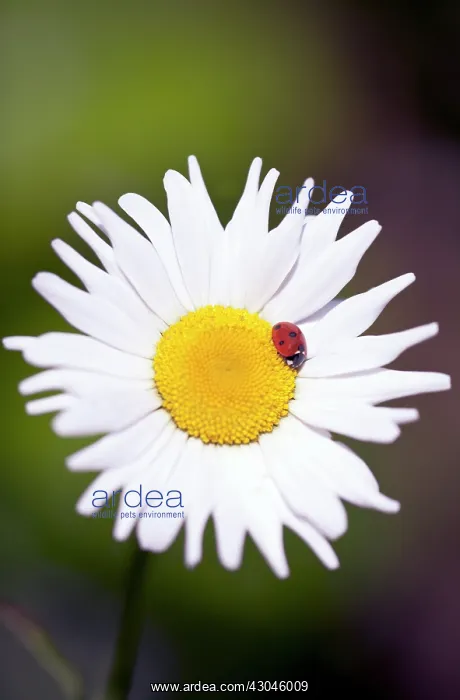 : Daisy, Lawn daisy, Bellis perennis : Daisy, Lawn daisy, Bellis perennis