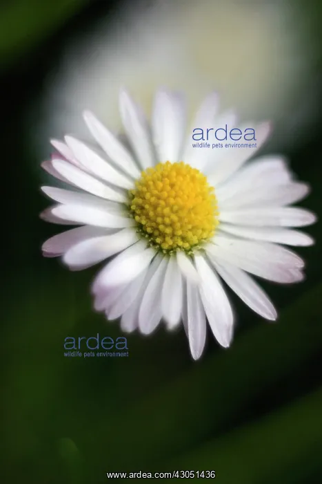 : Daisy, Lawn daisy, Bellis perennis : Daisy, Lawn daisy, Bellis perennis