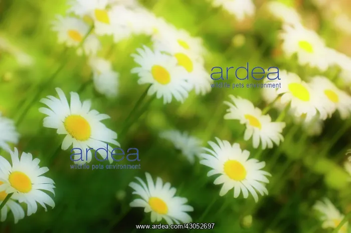  : Daisy, Lawn daisy, Bellis perennis