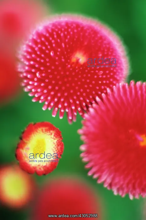 : Daisy, Lawn daisy, Bellis perennis : Daisy, Lawn daisy, Bellis perennis
