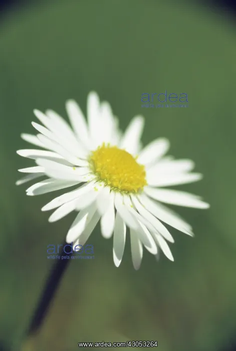 : Daisy, Lawn daisy, Bellis perennis : Daisy, Lawn daisy, Bellis perennis