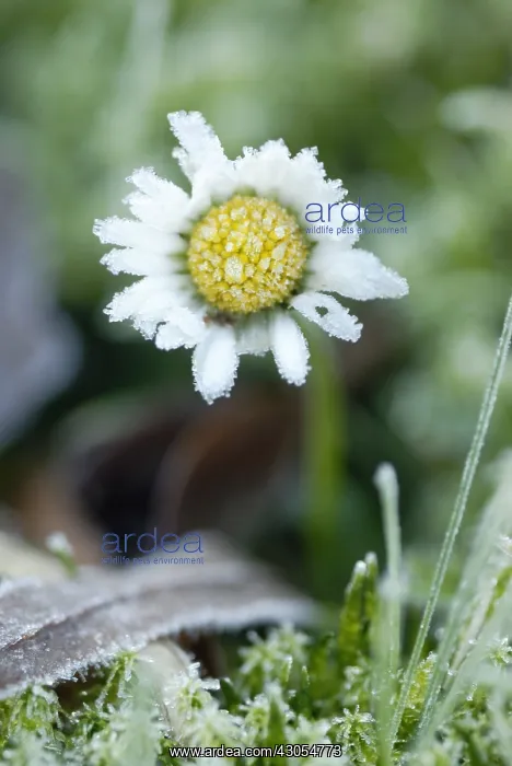 : Daisy, Lawn daisy, Bellis perennis : Daisy, Lawn daisy, Bellis perennis