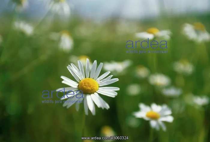 : Daisy, Lawn daisy, Bellis perennis : Daisy, Lawn daisy, Bellis perennis