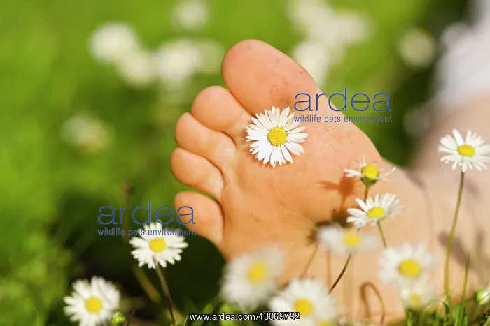 : Daisy, Lawn daisy, Bellis perennis : Daisy, Lawn daisy, Bellis perennis