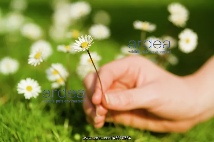 : Daisy, Lawn daisy, Bellis perennis : Daisy, Lawn daisy, Bellis perennis