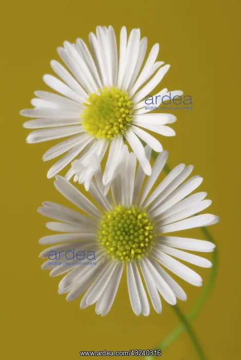 : Daisy, Lawn daisy, Bellis perennis : Daisy, Lawn daisy, Bellis perennis