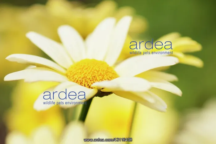 : Daisy, Marguerite daisy, Argyranthemum frutescens : Daisy, Marguerite daisy, Argyranthemum frutescens