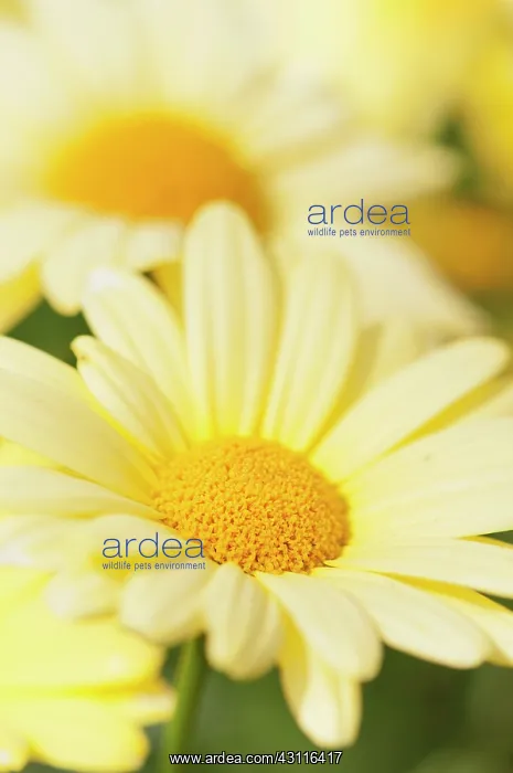 : Daisy, Marguerite daisy, Argyranthemum frutescens : Daisy, Marguerite daisy, Argyranthemum frutescens