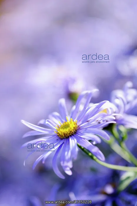 : Daisy, Michaelmas daisy, Aster, Aster x frikartii : Daisy, Michaelmas daisy, Aster, Aster x frikartii