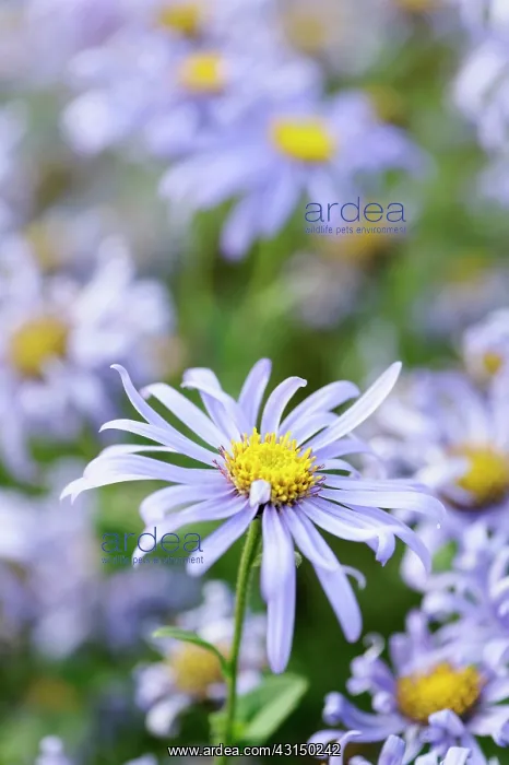 : Daisy, Michaelmas daisy, Aster, Aster x frikartii : Daisy, Michaelmas daisy, Aster, Aster x frikartii