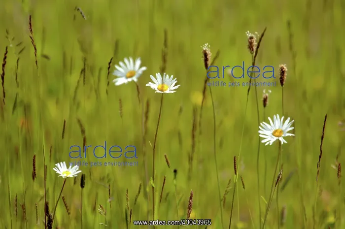 : Daisy, Ox-eye daisy : Daisy, Ox-eye daisy