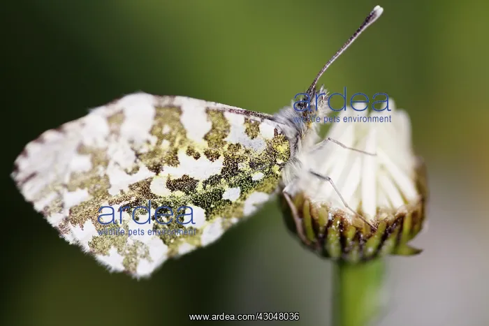 : Daisy, Ox-eye daisy : Daisy, Ox-eye daisy