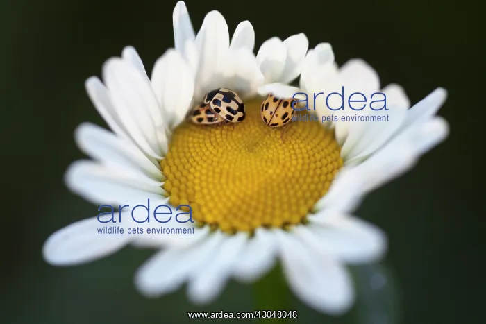 : Daisy, Ox-eye daisy : Daisy, Ox-eye daisy