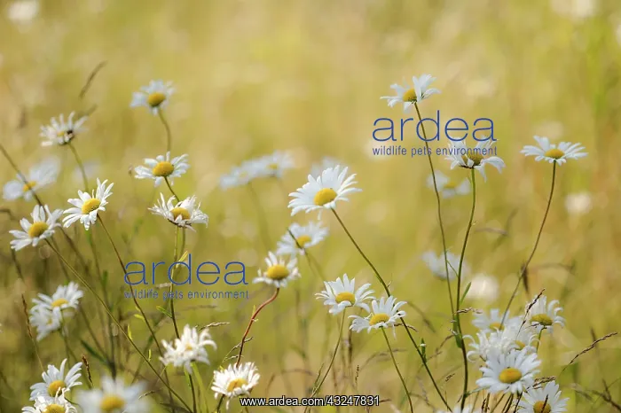 : Daisy, Ox-eye daisy : Daisy, Ox-eye daisy