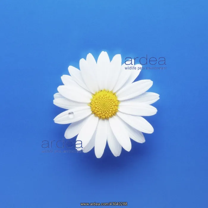 : Daisy, Ox-eye daisy, Leucanthemum vulgare : Daisy, Ox-eye daisy, Leucanthemum vulgare
