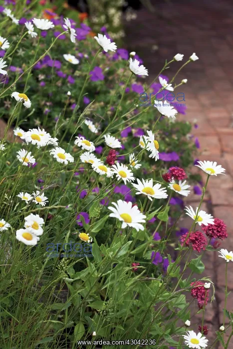 : Daisy, Ox-eye daisy, Leucanthemum vulgare : Daisy, Ox-eye daisy, Leucanthemum vulgare