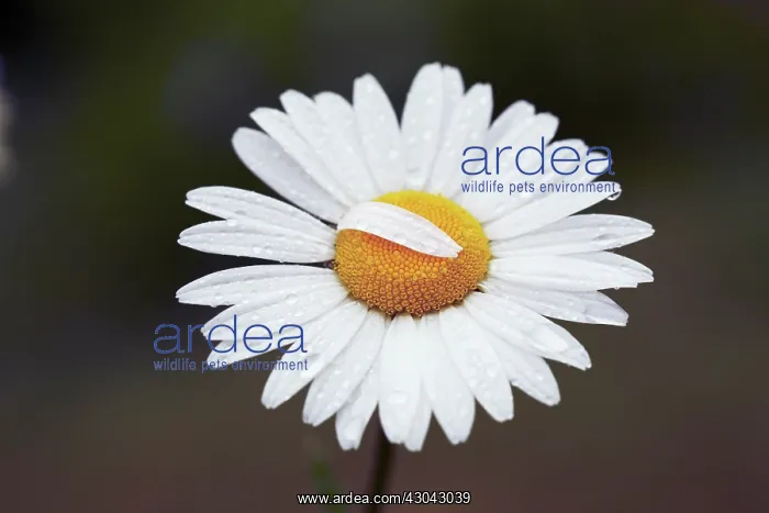 : Daisy, Ox-eye daisy, Leucanthemum vulgare : Daisy, Ox-eye daisy, Leucanthemum vulgare