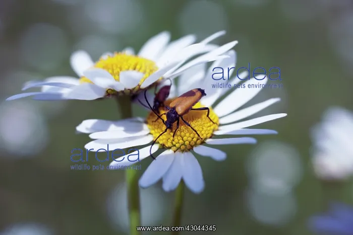 : Daisy, Ox-eye daisy, Leucanthemum vulgare : Daisy, Ox-eye daisy, Leucanthemum vulgare