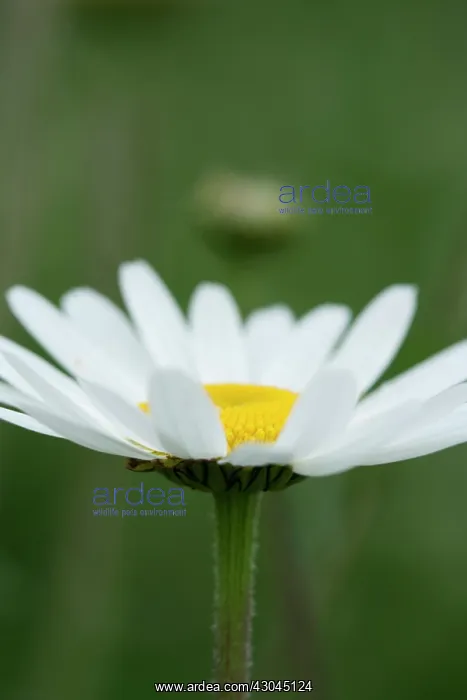 : Daisy, Ox-eye daisy, Leucanthemum vulgare : Daisy, Ox-eye daisy, Leucanthemum vulgare
