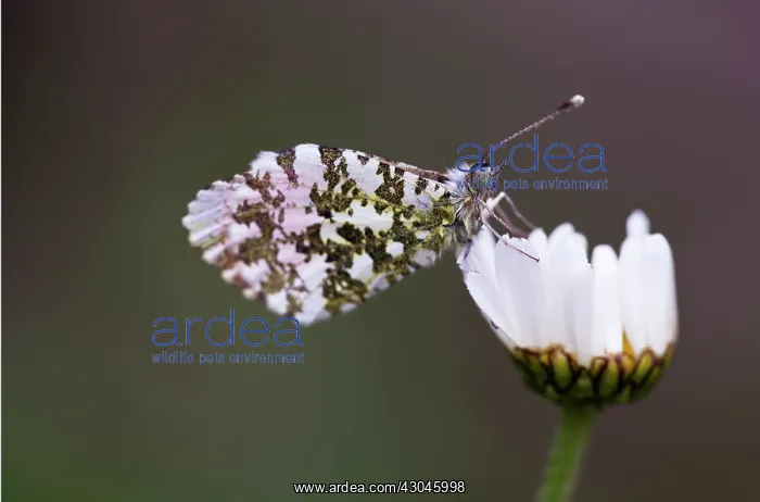 : Daisy, Ox-eye daisy, Leucanthemum vulgare : Daisy, Ox-eye daisy, Leucanthemum vulgare