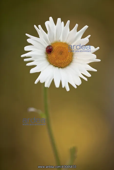 : Daisy, Ox-eye daisy, Leucanthemum vulgare : Daisy, Ox-eye daisy, Leucanthemum vulgare
