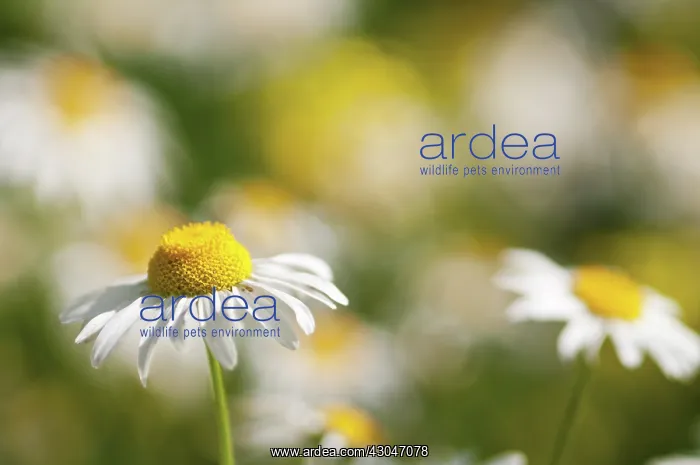 : Daisy, Ox-eye daisy, Leucanthemum vulgare : Daisy, Ox-eye daisy, Leucanthemum vulgare