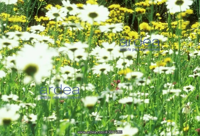 : Daisy, Ox-eye daisy, Leucanthemum vulgare : Daisy, Ox-eye daisy, Leucanthemum vulgare