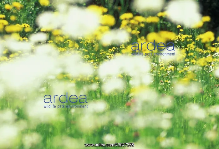 : Daisy, Ox-eye daisy, Leucanthemum vulgare : Daisy, Ox-eye daisy, Leucanthemum vulgare