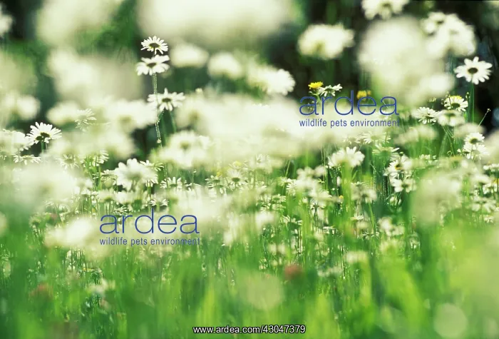 : Daisy, Ox-eye daisy, Leucanthemum vulgare : Daisy, Ox-eye daisy, Leucanthemum vulgare