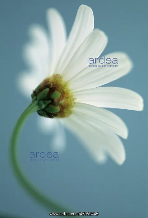 : Daisy, Ox-eye daisy, Leucanthemum vulgare : Daisy, Ox-eye daisy, Leucanthemum vulgare