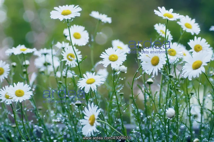 : Daisy, Ox-eye daisy, Leucanthemum vulgare : Daisy, Ox-eye daisy, Leucanthemum vulgare