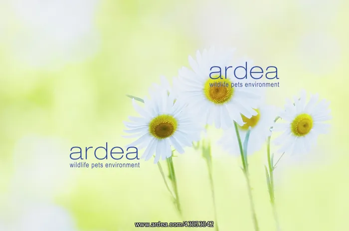 : Daisy, Ox-eye daisy, Leucanthemum vulgare : Daisy, Ox-eye daisy, Leucanthemum vulgare