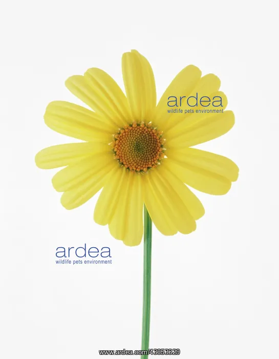 : Daisy, Ox-eye daisy, Leucanthemum vulgare : Daisy, Ox-eye daisy, Leucanthemum vulgare