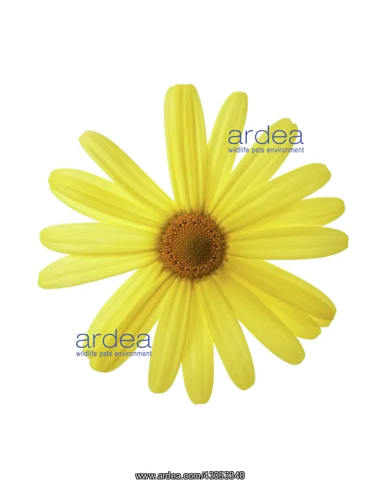 : Daisy, Ox-eye daisy, Leucanthemum vulgare : Daisy, Ox-eye daisy, Leucanthemum vulgare