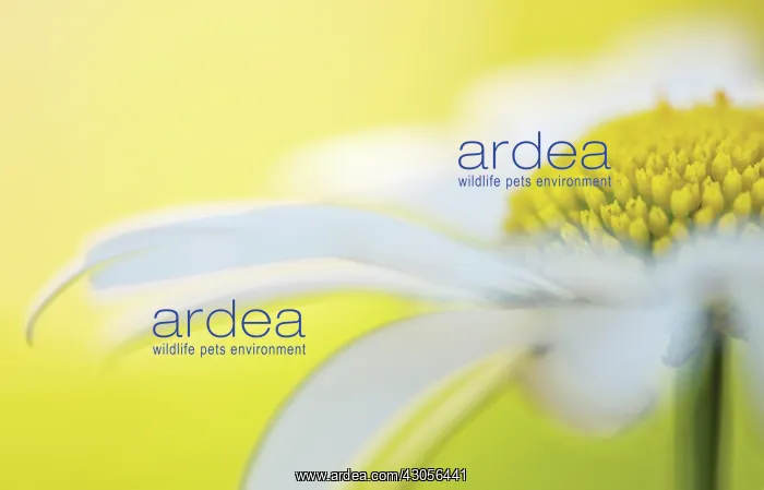 : Daisy, Ox-eye daisy, Leucanthemum vulgare : Daisy, Ox-eye daisy, Leucanthemum vulgare
