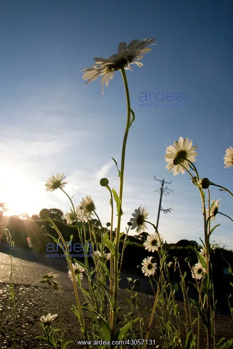: Daisy, Ox-eye daisy, Leucanthemum vulgare : Daisy, Ox-eye daisy, Leucanthemum vulgare