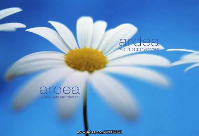 : Daisy, Ox-eye daisy, Leucanthemum vulgare : Daisy, Ox-eye daisy, Leucanthemum vulgare