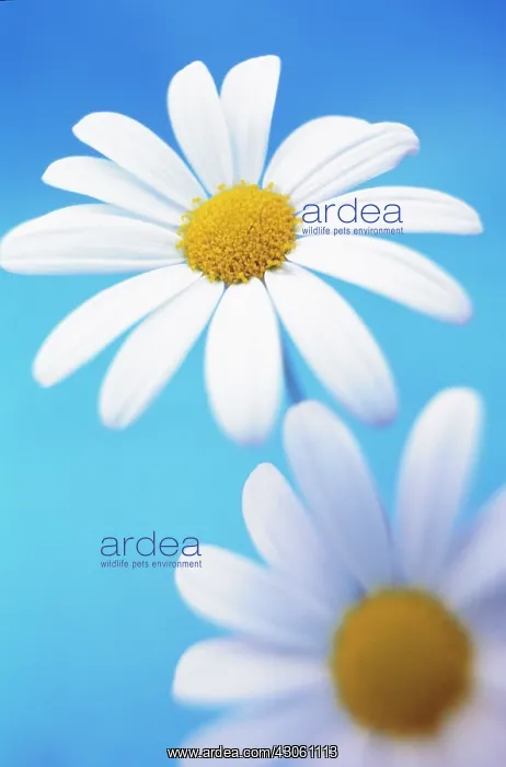 : Daisy, Ox-eye daisy, Leucanthemum vulgare : Daisy, Ox-eye daisy, Leucanthemum vulgare