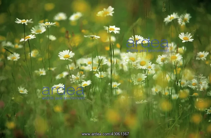 : Daisy, Ox-eye daisy, Leucanthemum vulgare : Daisy, Ox-eye daisy, Leucanthemum vulgare