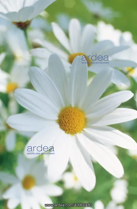 : Daisy, Ox-eye daisy, Leucanthemum vulgare : Daisy, Ox-eye daisy, Leucanthemum vulgare