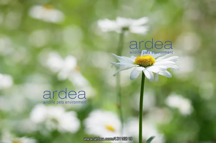 : Daisy, Ox-eye daisy, Leucanthemum vulgare, single stem in fo : Daisy, Ox-eye daisy, Leucanthemum vulgare, single stem in fo