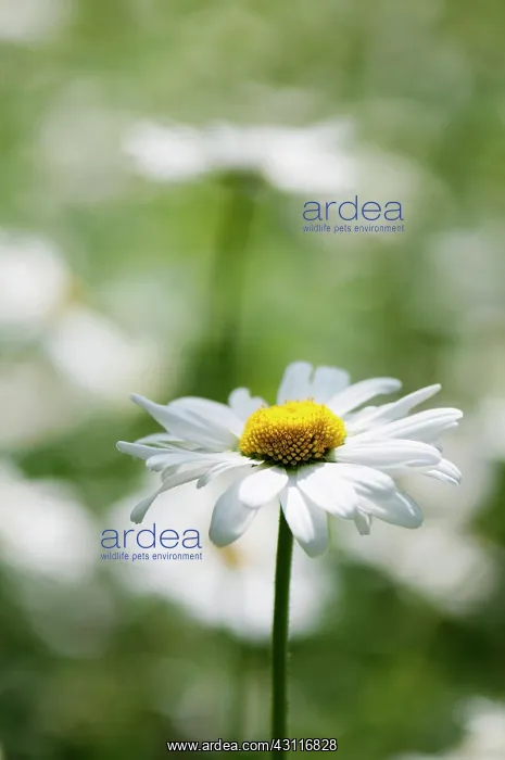 : Daisy, Ox-eye daisy, Leucanthemum vulgare, single stem in fo : Daisy, Ox-eye daisy, Leucanthemum vulgare, single stem in fo