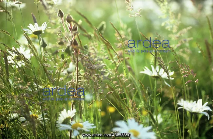 : Daisy, Ox-eye daisy, Leucanthemum vulgare : Daisy, Ox-eye daisy, Leucanthemum vulgare