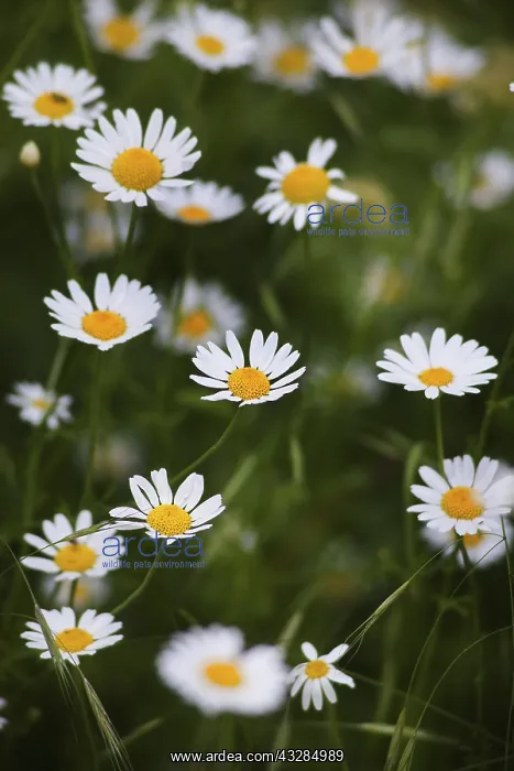 : Daisy, Ox-eye daisy, Leucanthemum vulgarem, Abundance : Daisy, Ox-eye daisy, Leucanthemum vulgarem, Abundance