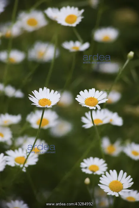 : Daisy, Ox-eye daisy, Leucanthemum vulgarem, Abundance : Daisy, Ox-eye daisy, Leucanthemum vulgarem, Abundance