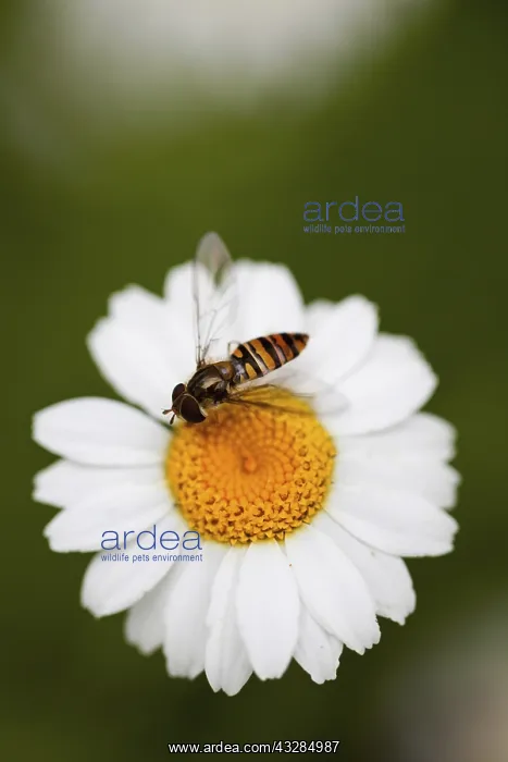 : Daisy, Ox-eye daisy, Leucanthemum vulgarem, Wild : Daisy, Ox-eye daisy, Leucanthemum vulgarem, Wild