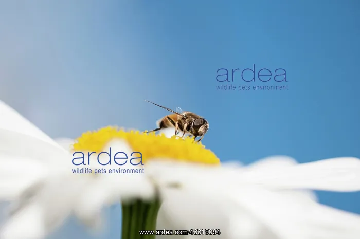 : Daisy, Ox-eye daisy, Leucanthemum x superbum Alaska : Daisy, Ox-eye daisy, Leucanthemum x superbum Alaska